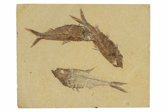 Multiple Fossil Fish Plate (Diplomystus & Knightia) - Wyoming #240372